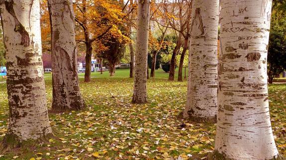 Hojas cubriendo un parque el otoño pasado.