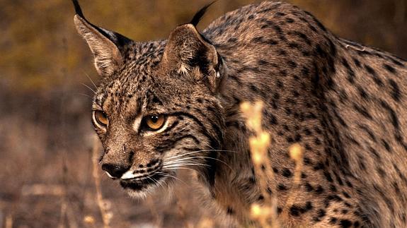 Un ejemplar de lince. 