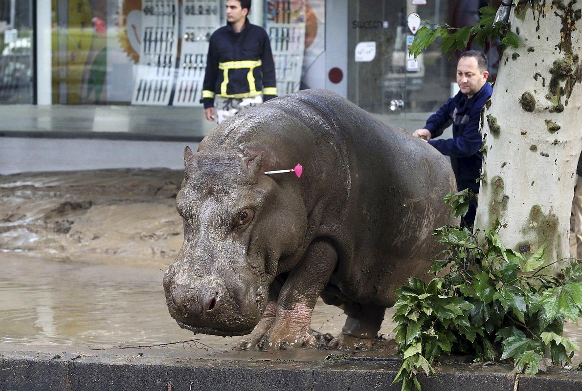 Las fuerzas de seguridad dan caza a un hipopótamo que escapó del zoo. 