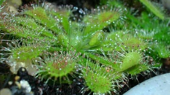 Una especie de las plantas carnívoras 'Drosera'. 