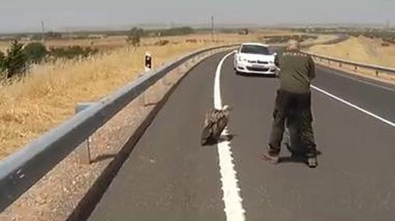 Rescate del buitre leonado en la autovía. 