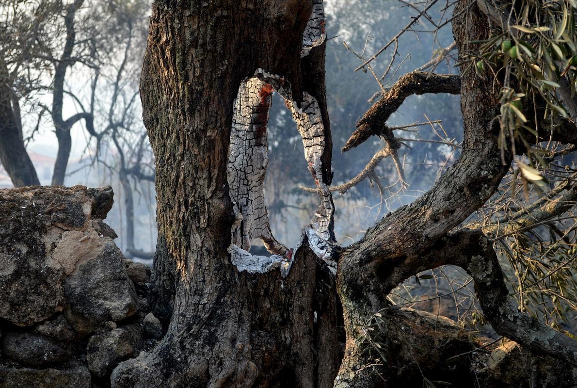 Un árbol quemado por el fuego. 