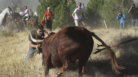 Festejos del 'Toro de la Vega'.