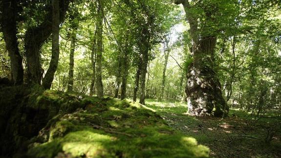 Árboles centenarios en un paisaje boscoso.