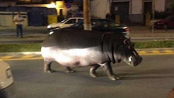 Imagen del hipopótamo por las calles de Palos de la Frontera (Huelva).