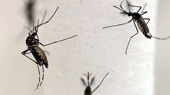 Mosquitos Aedes aegypti, transmisor del virus del zika.