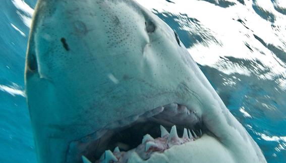 Un gran tiburón blanco en las aguas de Australia. 