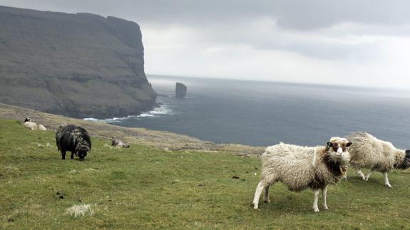 Ovejas pastan en un prado de los acantilados de las Islas Feroe.l