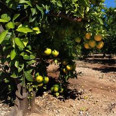 Campos de naranjos.