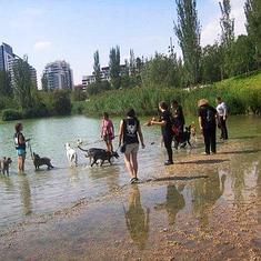 Voluntarios paseando a perros en el parque de Cabecera, en una imagen cedida por Modepran. :: lp