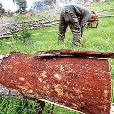 Un operario acumula troncos y ramas de pinos afectados por la plaga en El Puig.