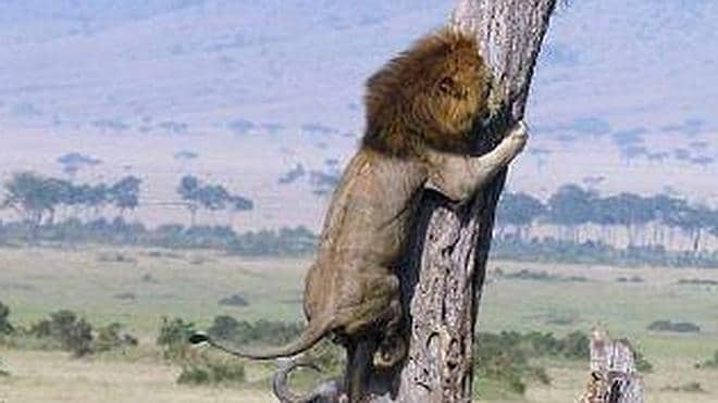 A qué le tiene miedo este león para que trepe un árbol? | Las Provincias