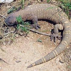 El lagarto encontrado en Vinaròs y capturado por la Guardia Civil. :: lp