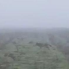 Lobos ibéricos en Cantalejo, Segovia.