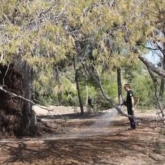Primeros riegos de urgencia para salvar la vida al árbol monumental en Serra. :: lp