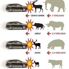 Cómo evitar accidentes de tráfico con animales