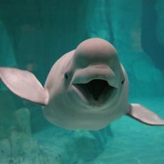 Nace una beluga de 72 kilos en el Oceanogràfic tras 500 días de gestación y 11 horas de parto