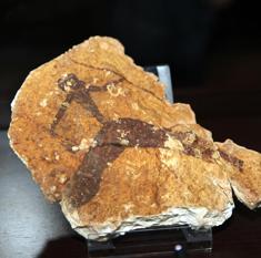 Una aplicación en 4D permitirá explorar las cuevas rupestres de la Valltorta