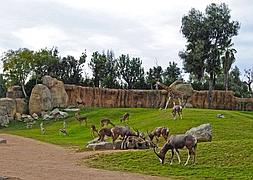 Las gacelas aparecen en el Bioparc por Navidad