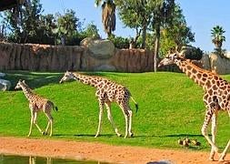 Bioparc Valencia celebra este fin de semana su 4º aniversario