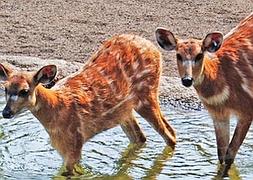 El 70 aniversario de Bambi coincide con un 'baby boom' de sitatungas en el Bioparc