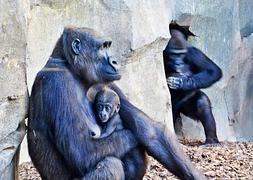 El gorila del Bioparc se llamará Ebo