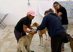 Varios de los perros abandonados. / ATLAS