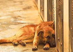 Uno de los animales que viven en el refugio. / Damián Torres