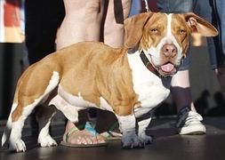 Los perros también son personas