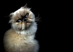 ¿De dónde viene la expresión «aquí hay gato encerrado»?