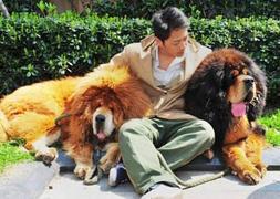 Un mastín tibetano es el perro más caro del mundo