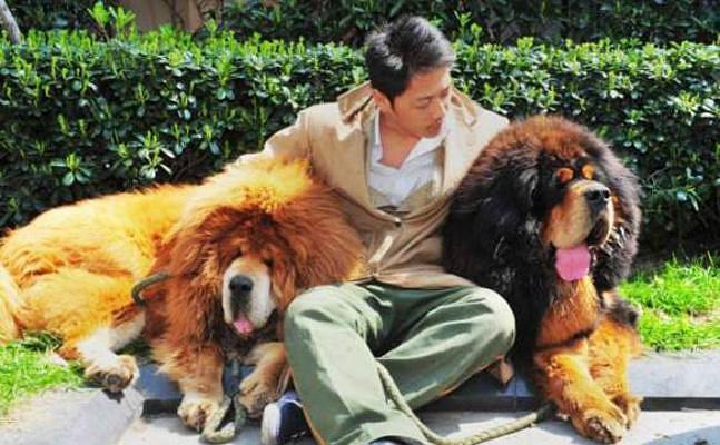 Un mastín tibetano es el perro más caro del mundo