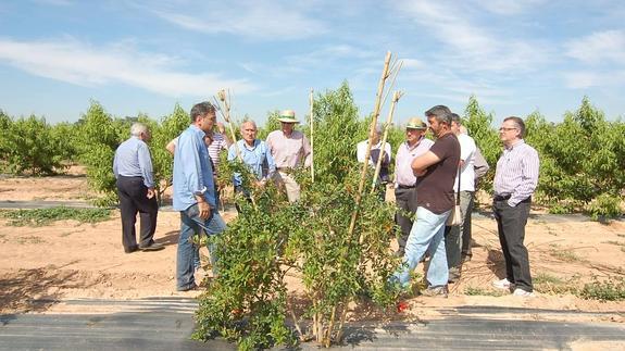 Los agricultores han preguntado sobre las peculiaridades de los nuevos cultivos.