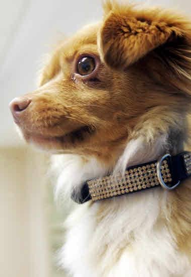 ¿Por qué los perros buscan la soledad al morir?