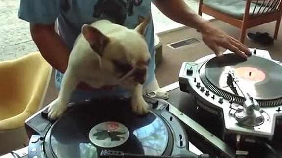 El perro disc-jockey