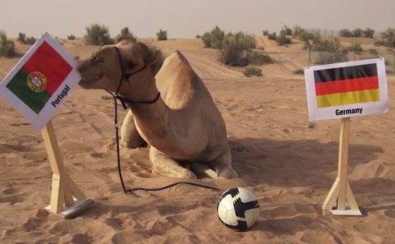 El camello Shaheen, el pulpo Paul del Mundial de Brasil 2014