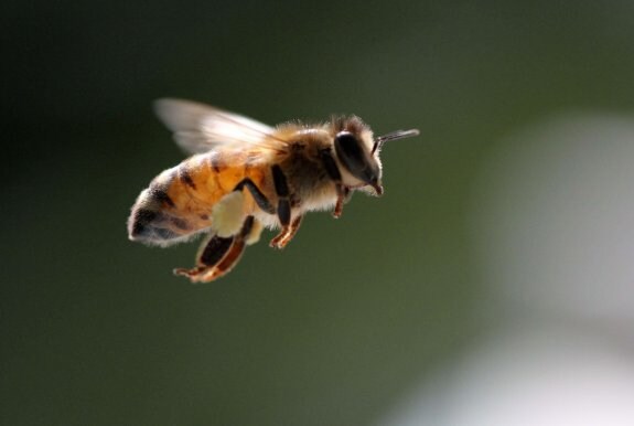 La población de abejas ha sufrido severas pérdidas. :: efe