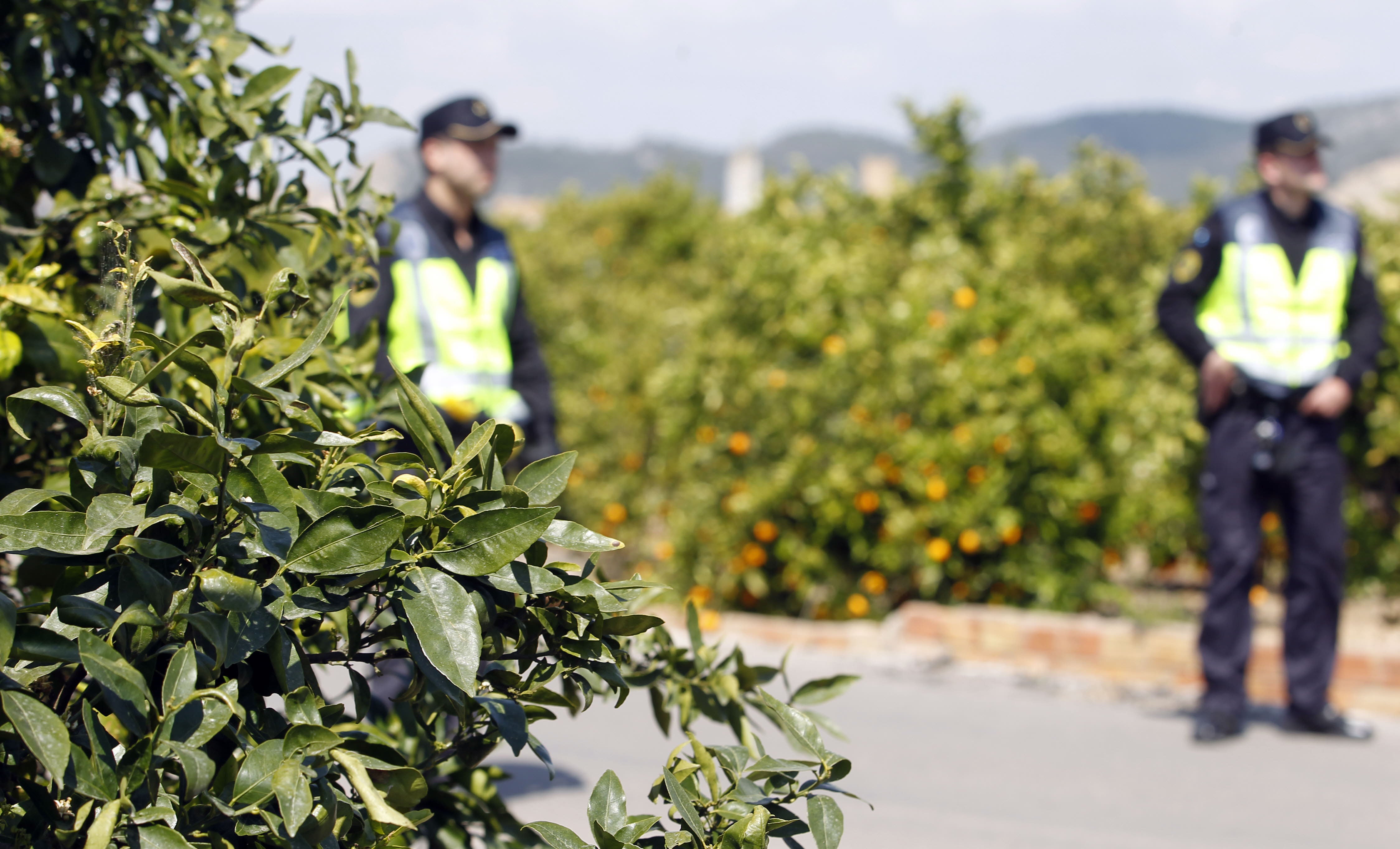 Vigilancia en los campos valencianos. 