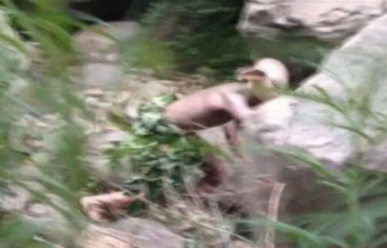 Un turista chino capturó unas instantáneas de una extraña criatura.