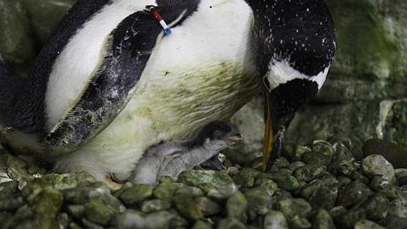 Nacen cuatro pingüinos Juanito en el Oceanogràfic de Valencia