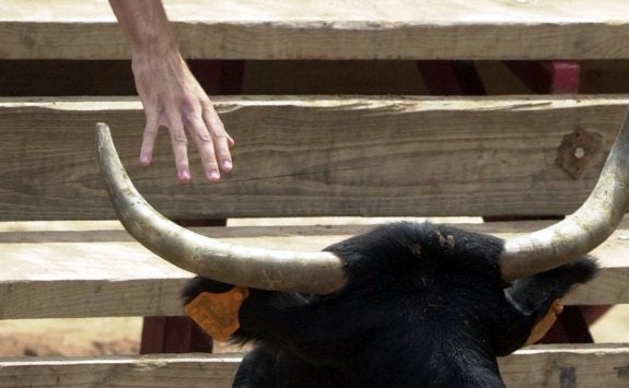 Una persona acerca su mano a las astas de un toro durante una fiesta de bous al carrer. :: damián torres