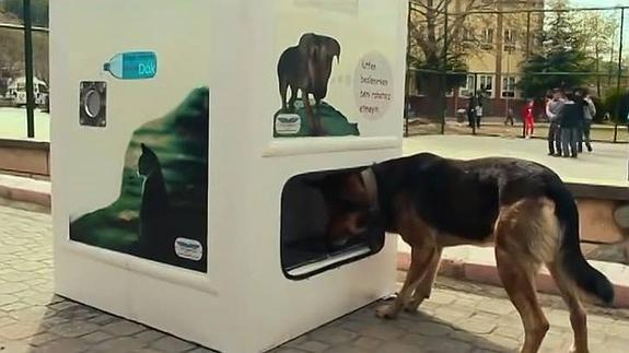 Una máquina que recicla y alimenta a animales abandonados