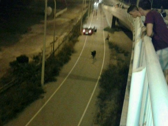 Dos jóvenes observan a la vaca desde un puente. :: lp