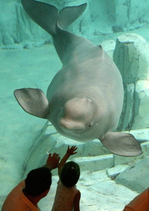 Una de las dos belugas del Oceanogràfic. :: heino kalis/reuters