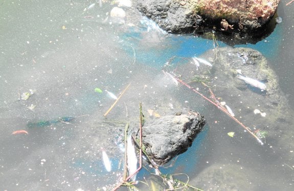 Detalle de peces muertos que aparecieron este fin de semana en la playa de Venecia. :: lp