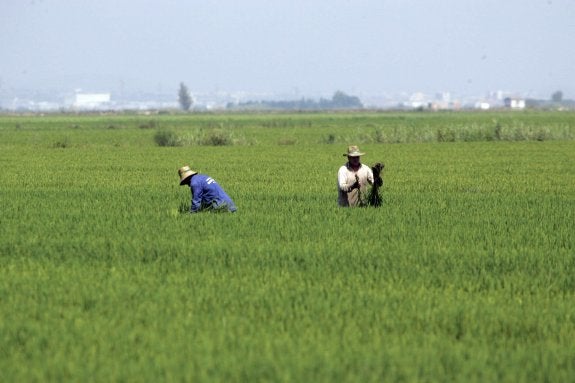 Valencia volverá a quemar la paja del arroz catorce años después para eliminar una plaga