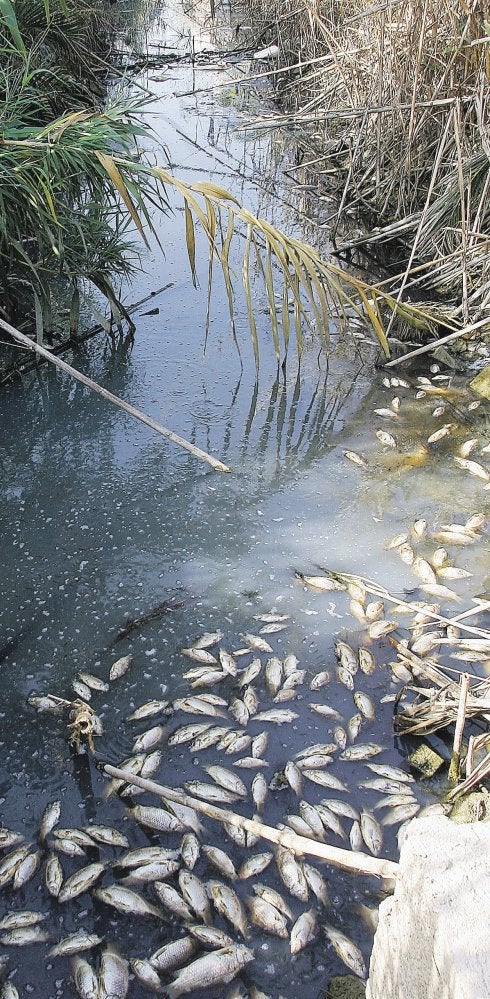 Peces muertos en una acequia de El Palmar. :: irene marsilla