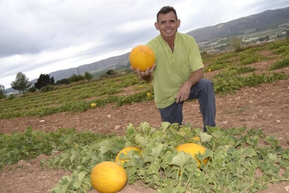  Melón. Uno de los productores del peculiar Meló d'Or en su campo. :: lp