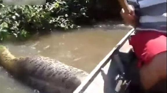 El ataque a una anaconda gigante en el Amazonas