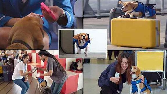 Un perro que devuelve objetos perdidos a los pasajeros de avión